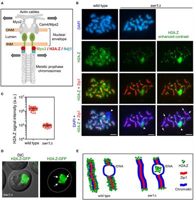SWR1-Independent Association of H2A.Z to the LINC Complex Promotes Meiotic Chromosome Motion